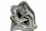 Extinct Rhino (Stephanorhinus) Upper Molar Crown - Germany #257835-1